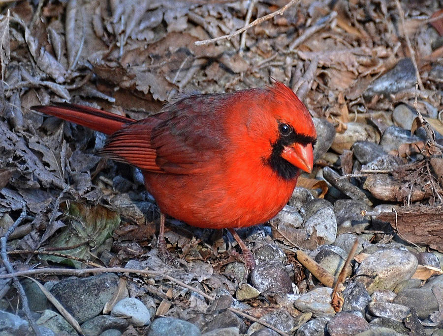 Male Cardinal in Virginia Photograph by Ronda Ryan