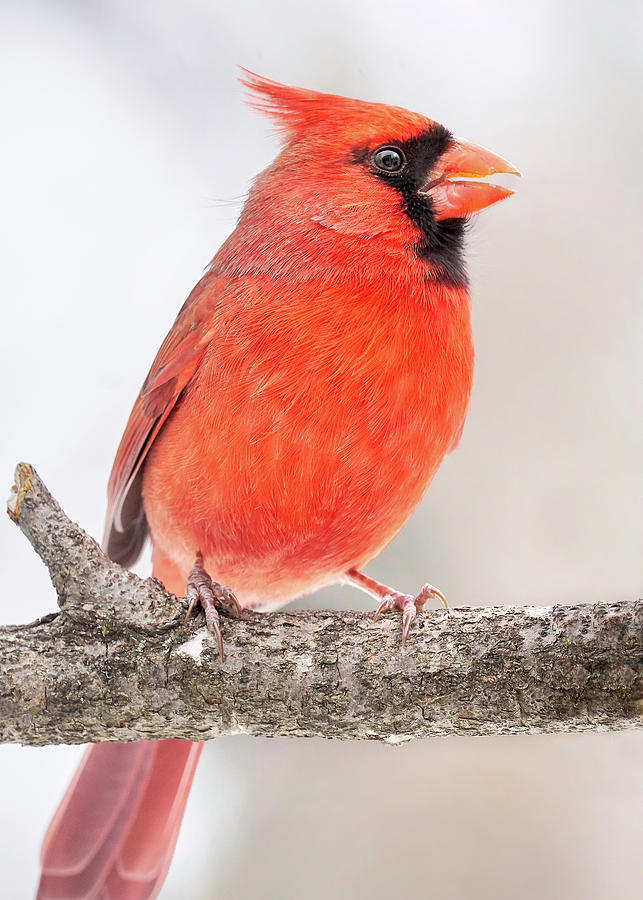 Male Cardinal in winter Photograph by Jim Hughes