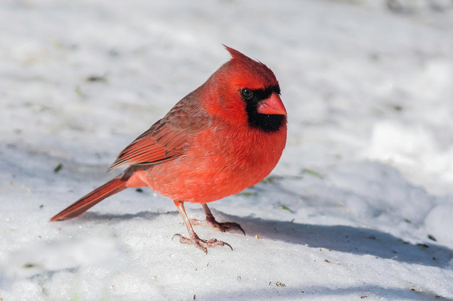 Male Cardinal Photograph - Male Cardinal in Winter by Kenneth Cole