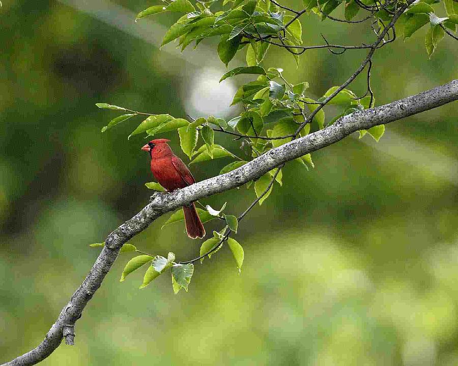 Cardinal Photograph - Male Cardinal by James Wallace