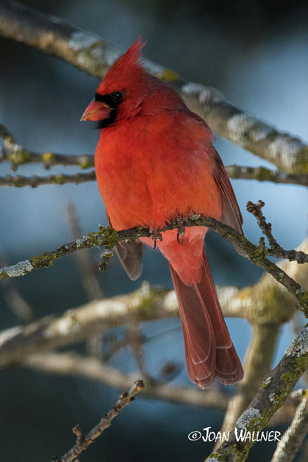 Male Cardinal Photograph by Joan Wallner
