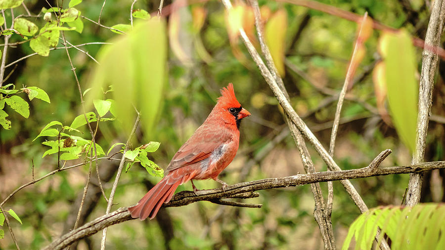 Male cardinal Photograph by Josef Pittner