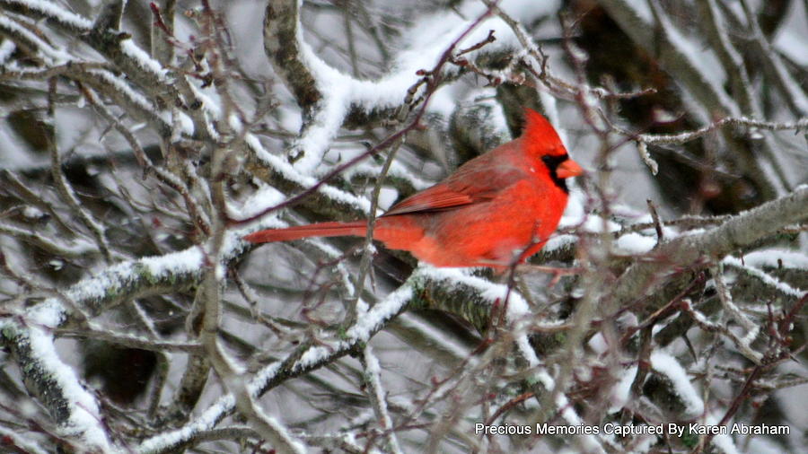 Male Cardinal Photograph by Karen Mayer - Fine Art America