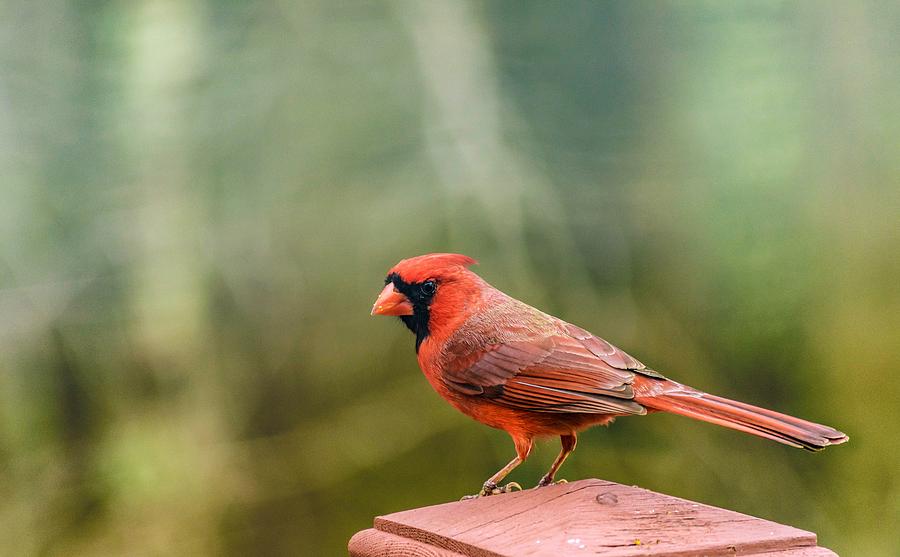 Male Cardinal Photograph by Keith Smith - Fine Art America