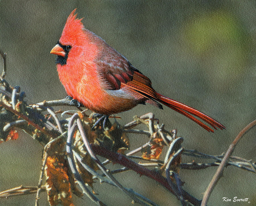 Male Cardinal Painting by Ken Everett