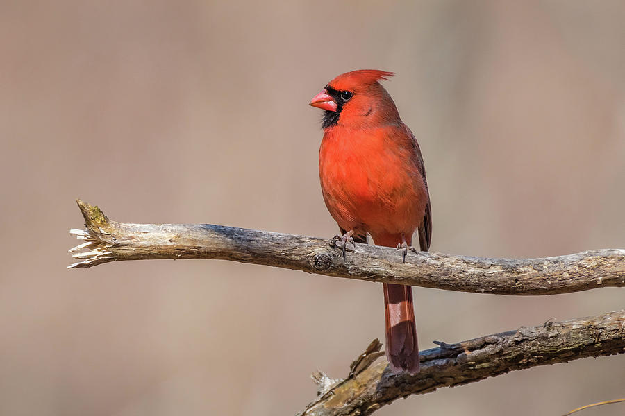 Male Cardinal Left Profile Photograph by Gary E Snyder