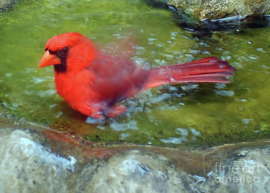 Male Cardinal Making A Splash Photograph by D Hackett