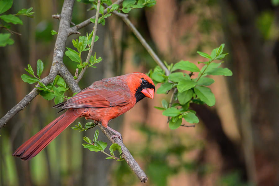 Male Cardinal On A Branch 101520156533 Photograph
