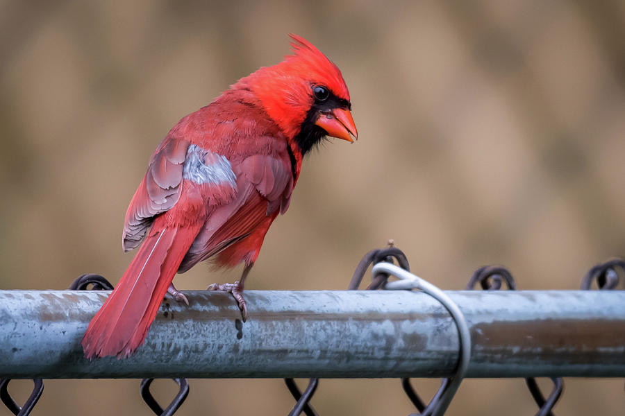 Male Cardinal On A Fence Photograph by Terry DeLuco