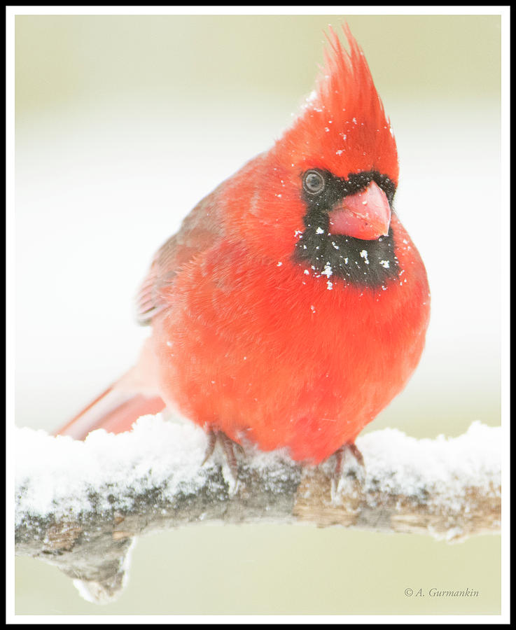 Male Cardinal on a Snow Covered Tree Branch Photograph by A Macarthur Gurmankin