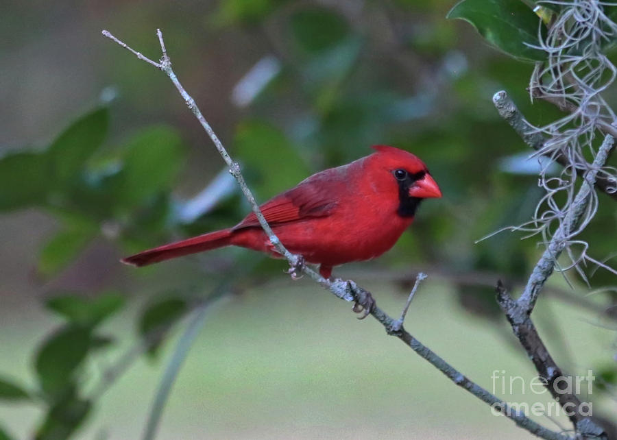 Male Cardinal on Branch  Photograph by Carol Groenen