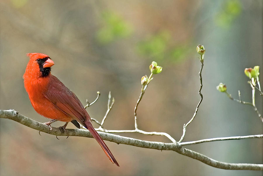 Male Cardinal on Dogwood Limb Photograph by David Waldrop