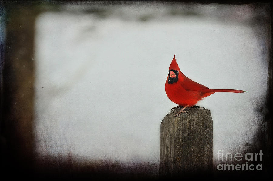 Male cardinal on post Photograph by Dan Friend