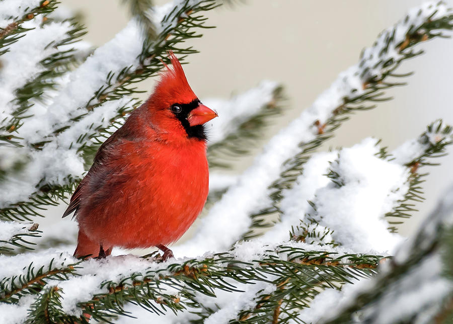 male red Cardinal on branch, just behind male Blue Jay intentional  unfocused, snow on branches Stock Photo