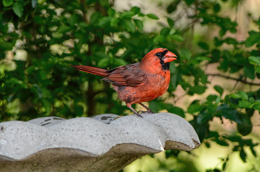 Male Cardinal On Stone Bird Bath 061120156223 Photograph