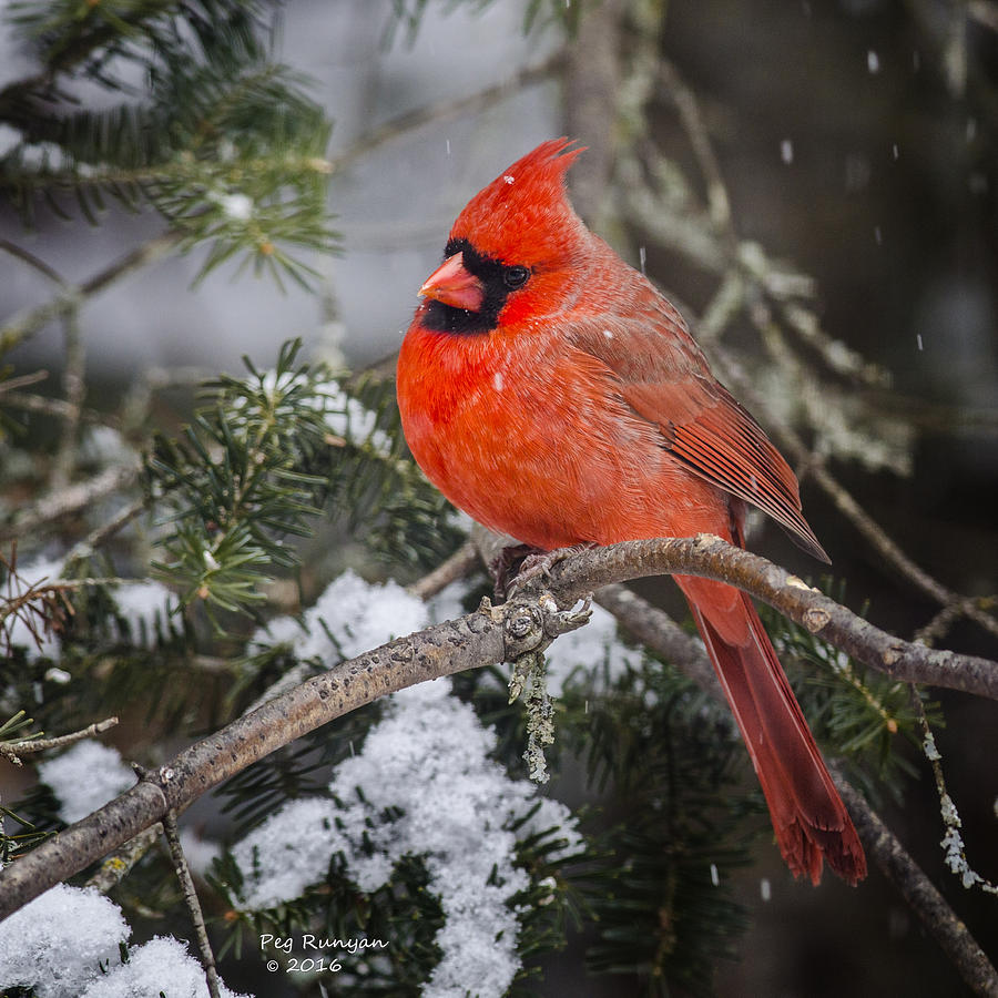 Male Cardinal Photograph by Peg Runyan