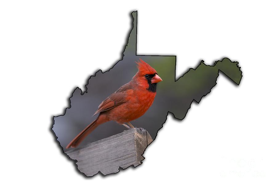 Male cardinal perch  Photograph by Dan Friend