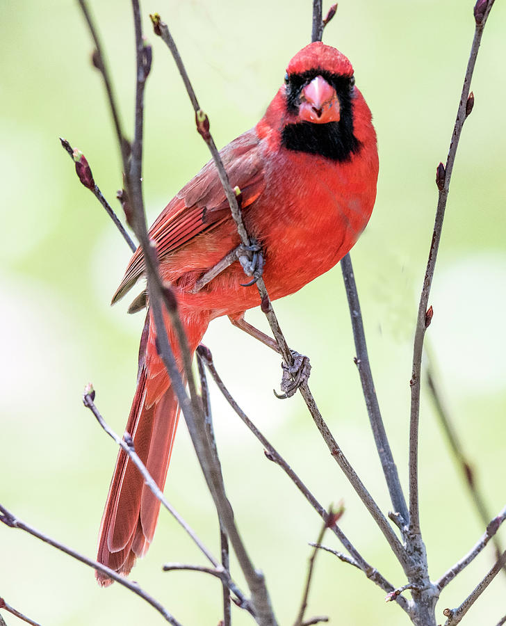 Male Cardinal Perched On Budding Stem Photograph by William Bitman