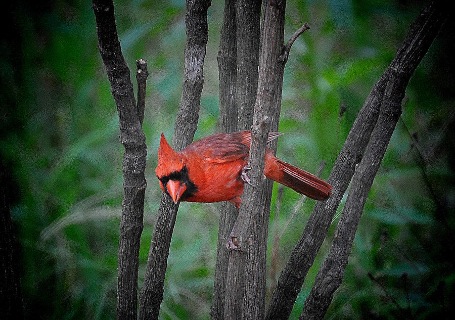 Cardinal Photograph - Male Cardinal by Russ Mullen