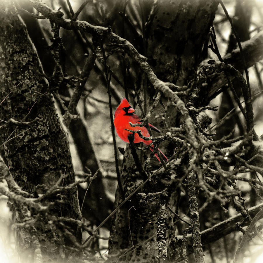 Male Cardinal Photograph by Sharon Popek