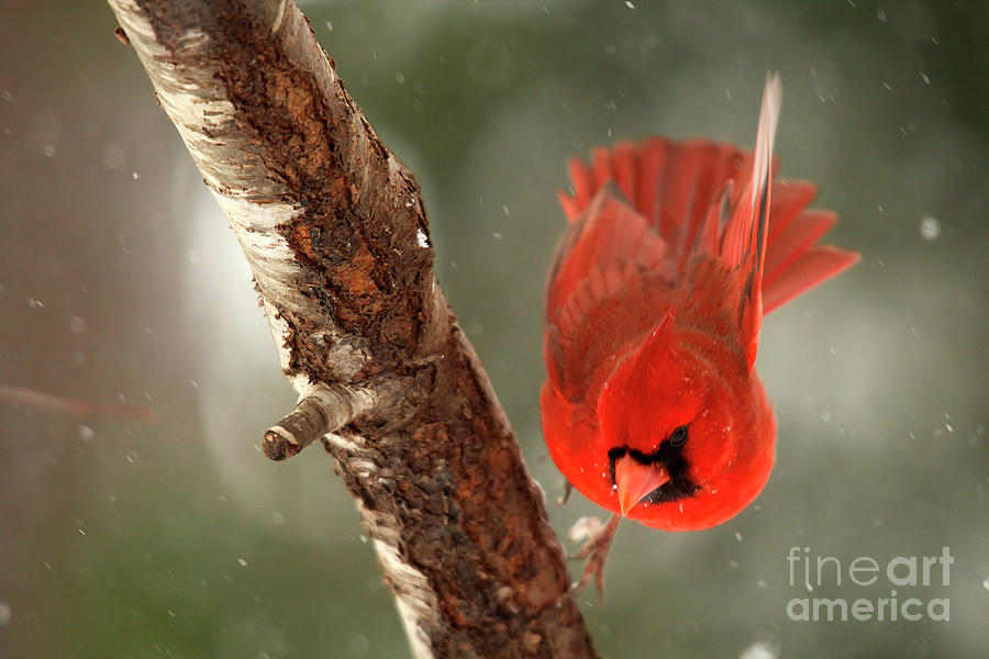 Male Cardinal Take Off Photograph by Darren Fisher