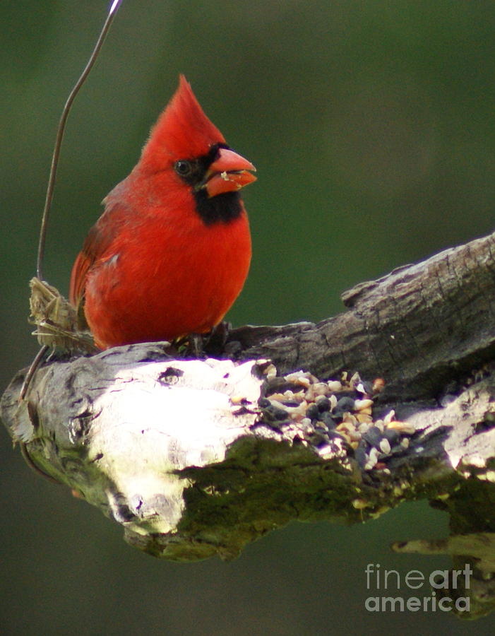 Male Cardinal Photograph by Theresa Cangelosi