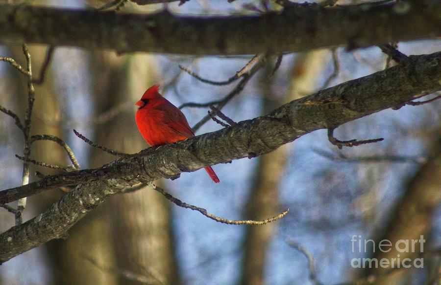 Male Cardinal Photograph by Ty Shults
