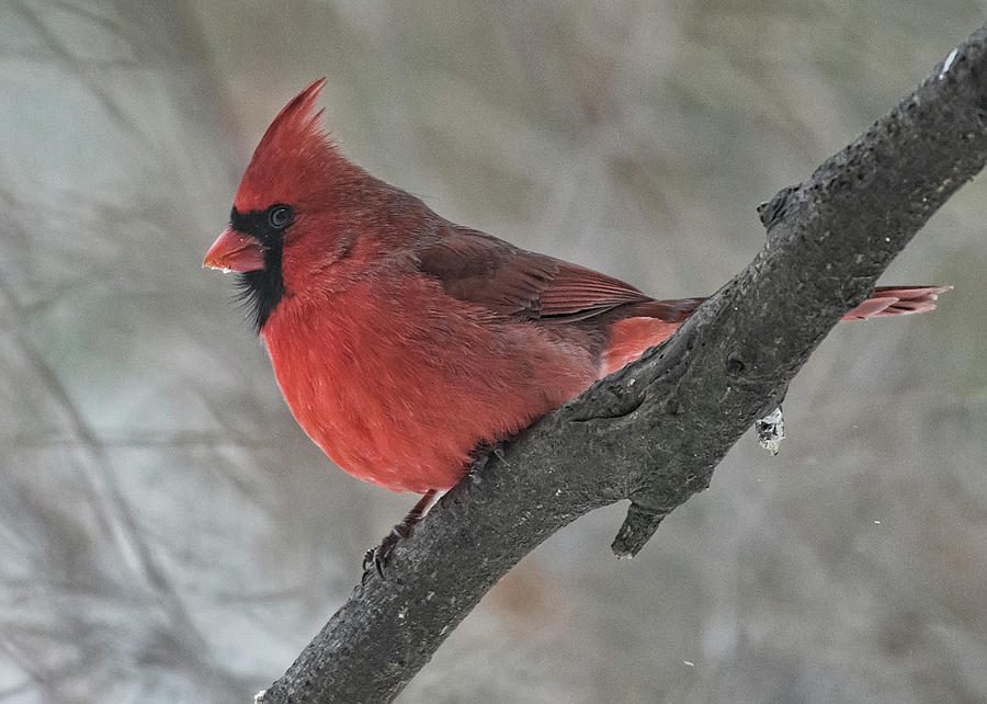 Male Cardinal Photograph by Wade Aiken