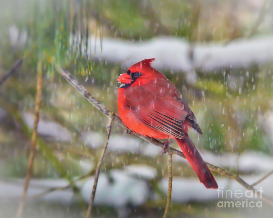 Male Cardinal With Falling Snow Photograph by Kerri Farley