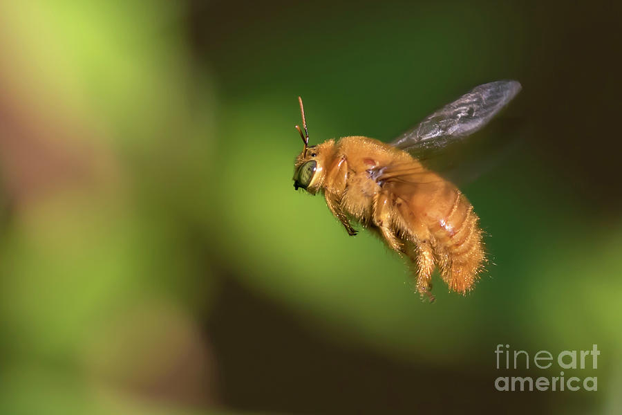 Male Carpenter Bee Apidae Photograph By Leia Hewitt   Male Carpenter Bee Apidae Leia Hewitt 