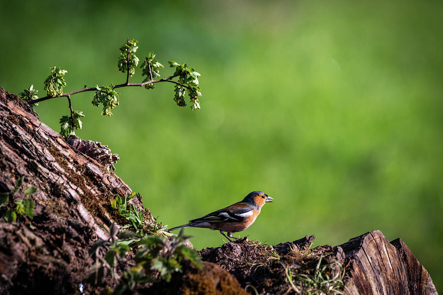 Male Chaffinch Chatting Photograph by Framing Places