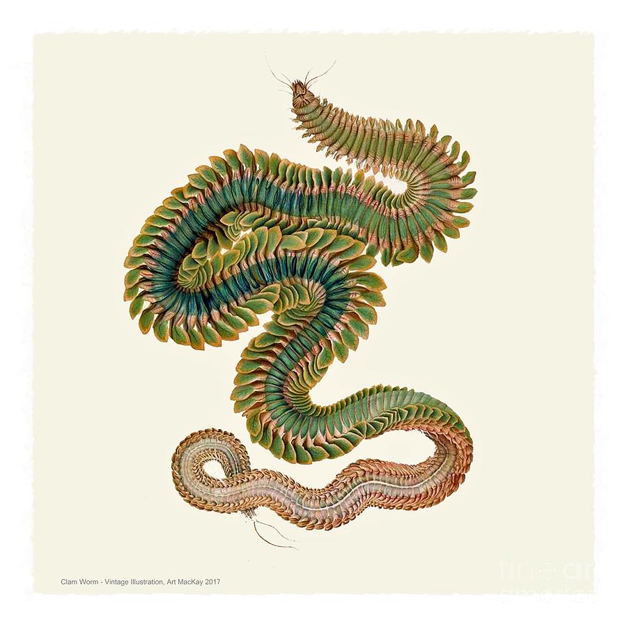 Male Clam Worm Digital Art by Art MacKay