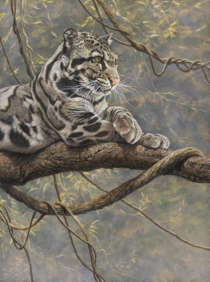 Cat Painting - Male Clouded Leopard by Alan M Hunt