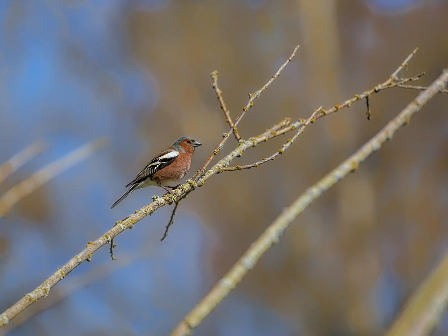Nature Photograph - Male Common chaffinch by Leif Sohlman