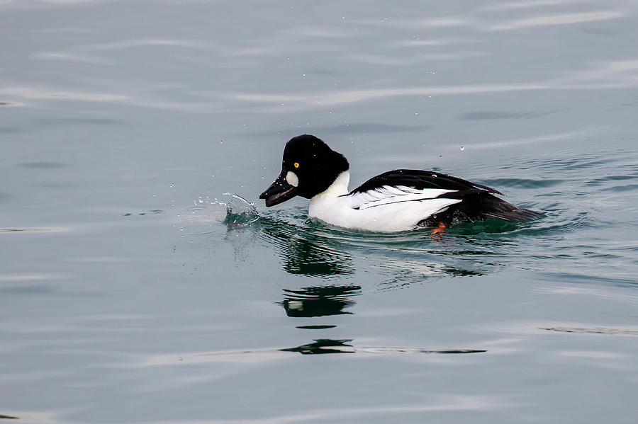 Male Common Goldeneye Photograph by Gary Hall