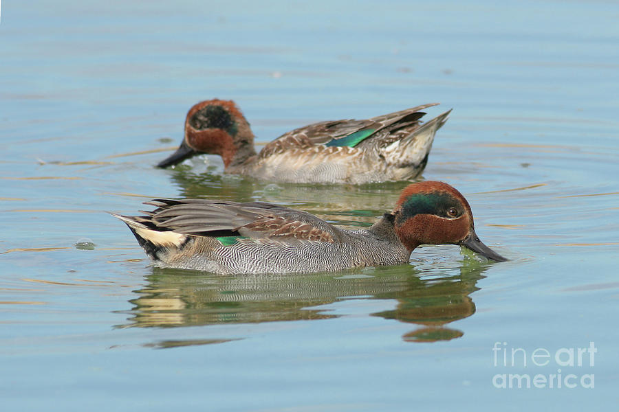 male Common Teal Anas crecca Photograph by Alon Meir
