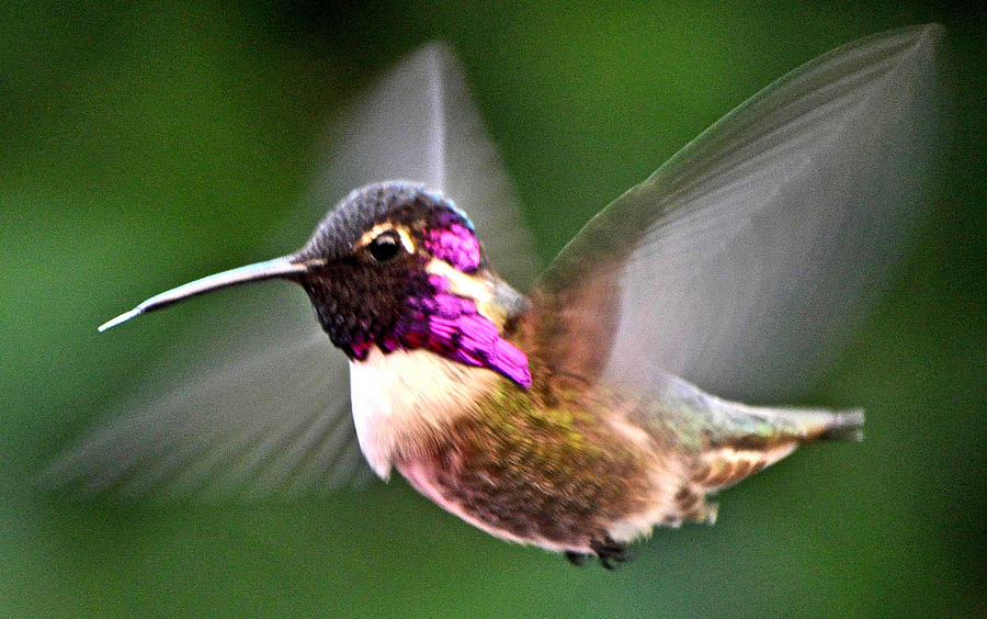 Male Costas Hummingbird In Flight Photograph by Jay Milo
