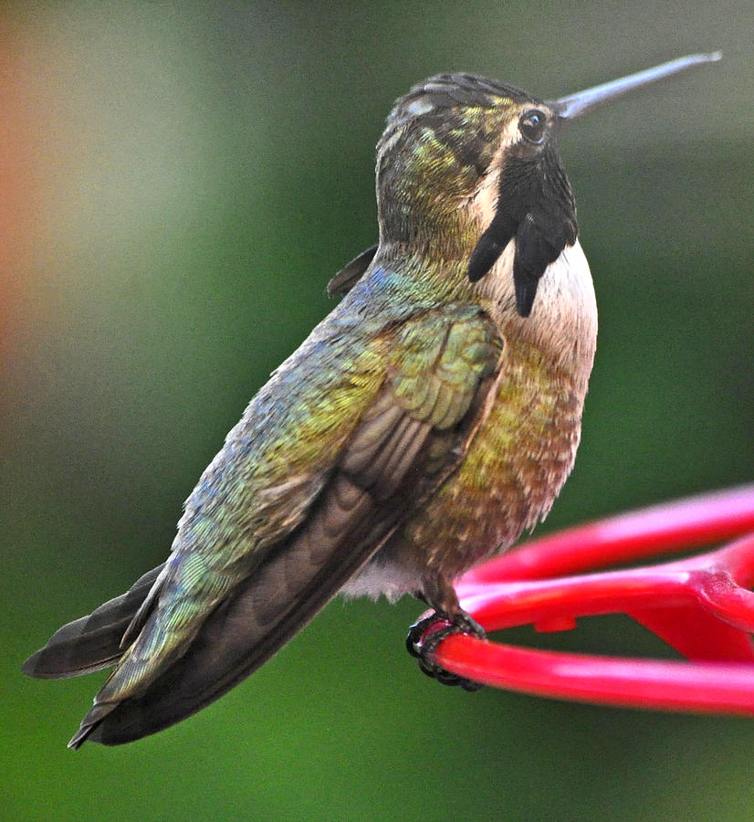 Male Costas Hummingbird On Feeder Photograph by Jay Milo