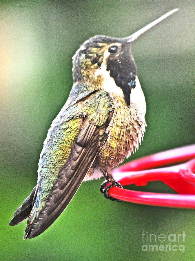 Male Costas White Eared Hummingbird Photograph by Jay Milo