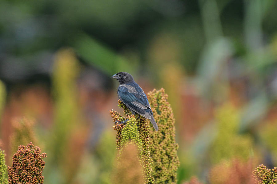 Male Cowbird Feasts On Milo In Shiloh National Military Park, Tennessee Photograph