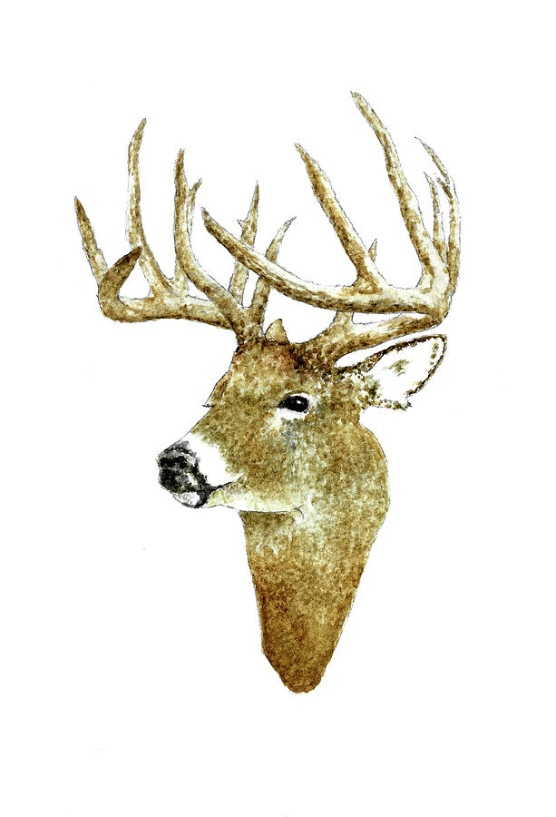 Male Deer #2 Painting