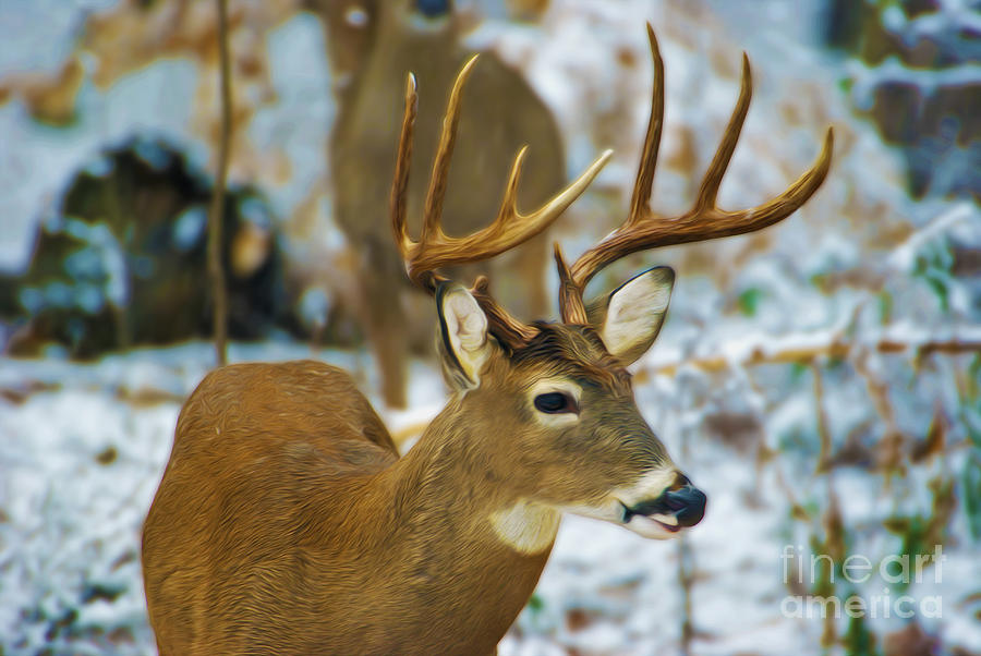 Deer Buck Photograph - Male Deer in Snow by Laura D Young