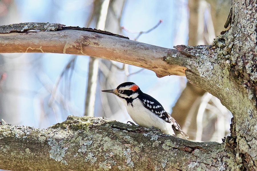 Male Downey Woodpecker 1112 Photograph by Michael Peychich