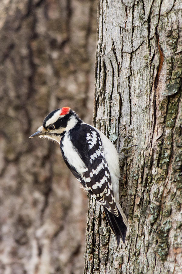 Male Downy Woodpecker Photograph by Deborah Ritch