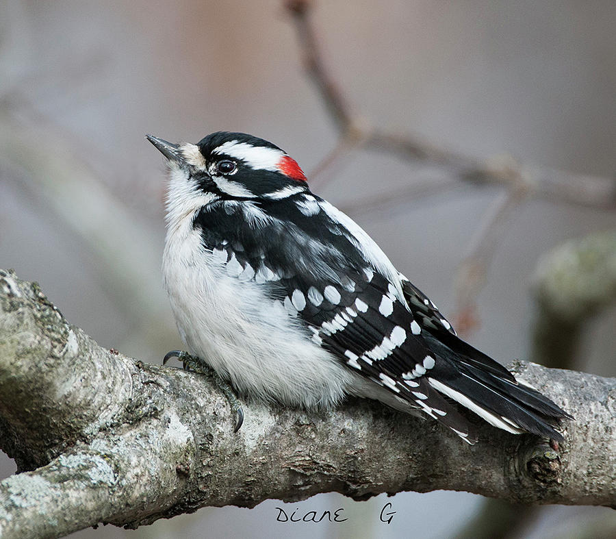 Male Downy Woodpecker Photograph by Diane Giurco