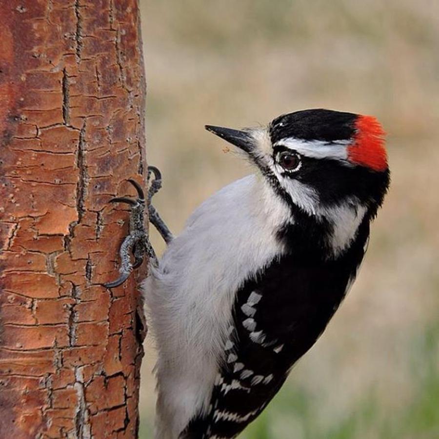 Wildlife Photograph - Male Downy Woodpecker In Aurora by Connor Beekman