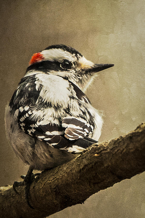 America Photograph - Male Downy Woodpecker by Lauren Brice America Photograph - Male Downy Woodpecker by Lauren Brice