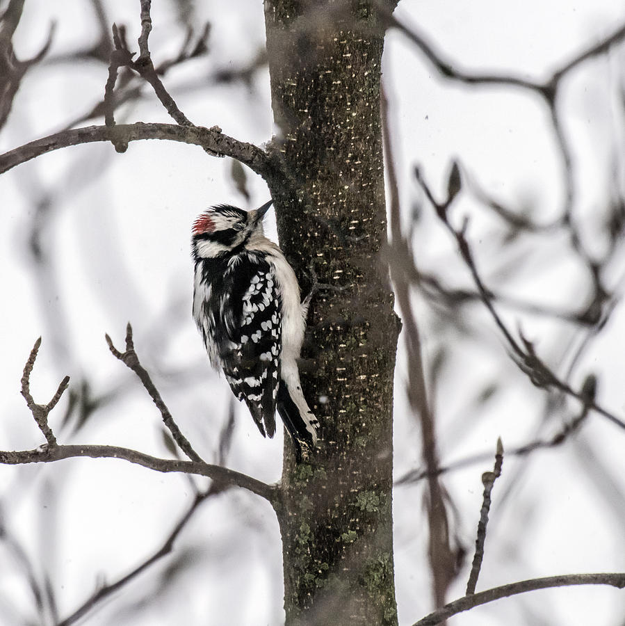 Male Downy Woodpecker Profile On Tree In Snow Photograph by William Bitman
