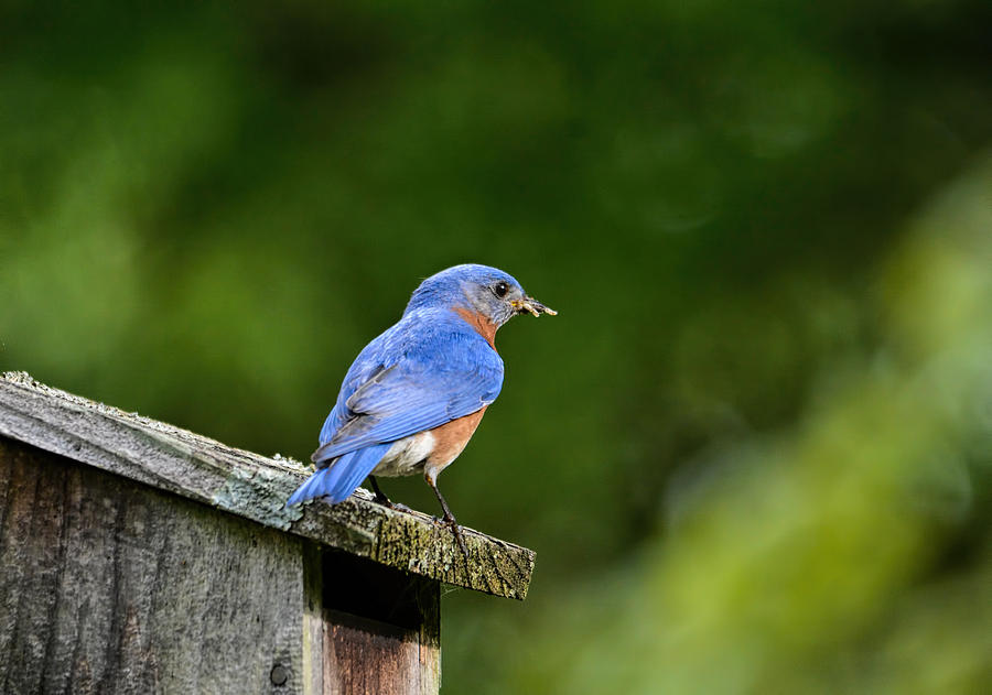 Male Eastern Bluebird 102020153733 Photograph by WildBird Photographs ...