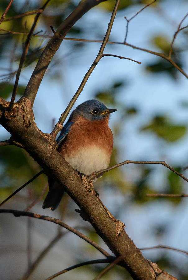 Male Eastern Bluebird 122520150633 Photograph